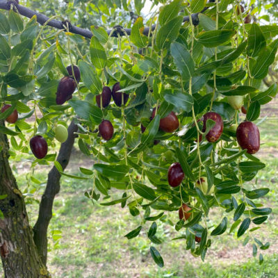 Giuggiole Scarpon