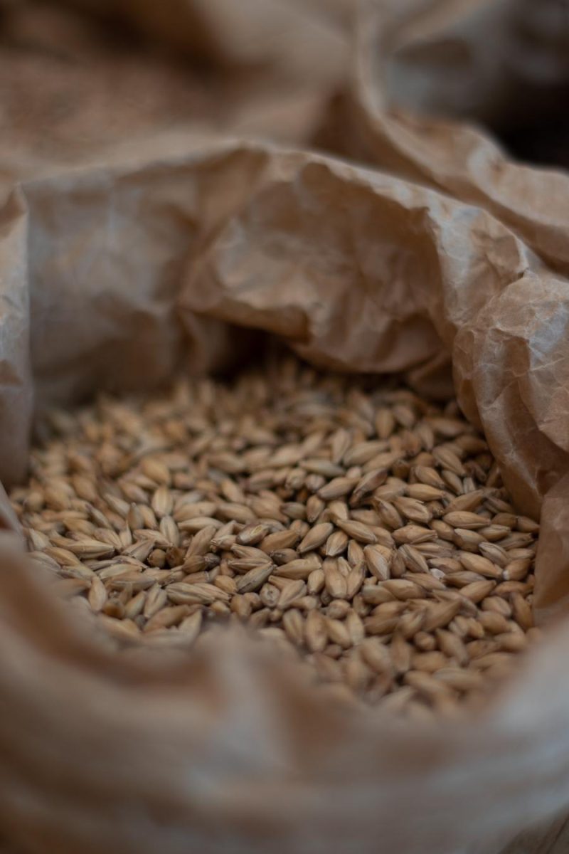 malto d'orzo per birra