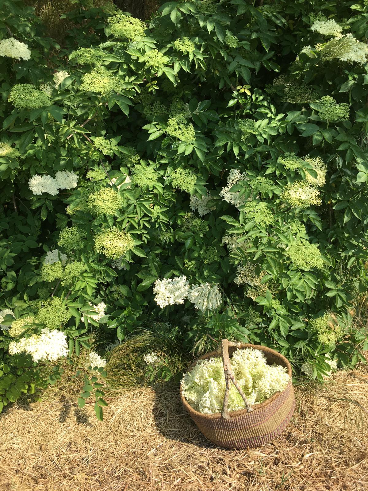 La raccolta del Sambuco